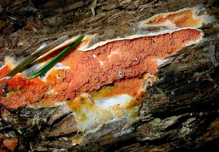 Arancione e strano (Leucogyrophana mollusca)